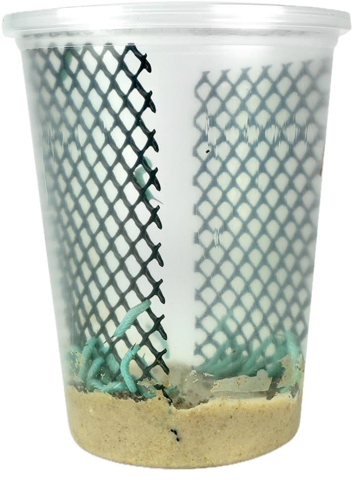 Hornworms for Reptiles High-Moisture Nutrient -Rich feeders