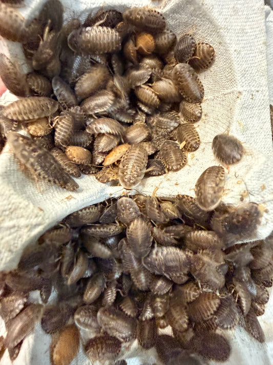 Small Dubia Roaches for Reptiles High-Protein Feeder Insects (1/4" - 3/8")
