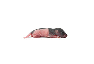 FROZEN Pinky Rats