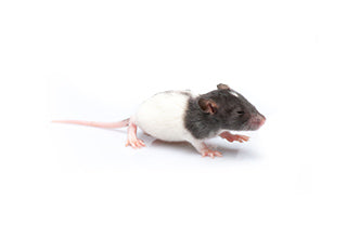 FROZEN Rat Pups