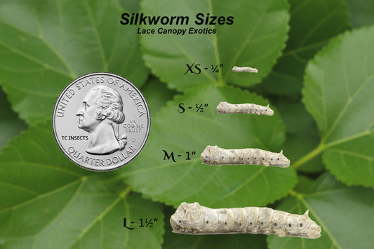 Medium Silkworms (1/2"–1")