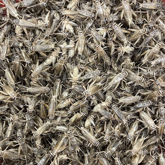 1/4” Small Banded Crickets (Gryllodes sigillatus) | Live Feeder Crickets for Reptiles, Lizards & Amphibians | Bulk + Free Shipping