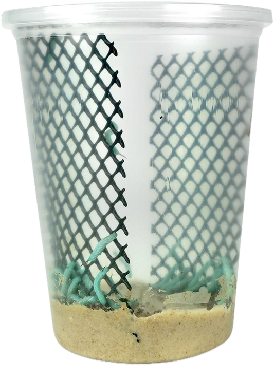Hornworms for Reptiles High-Moisture Nutrient -Rich feeders
