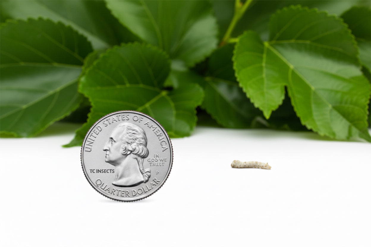 XSmall Silkworms (1/8" to 1/4")