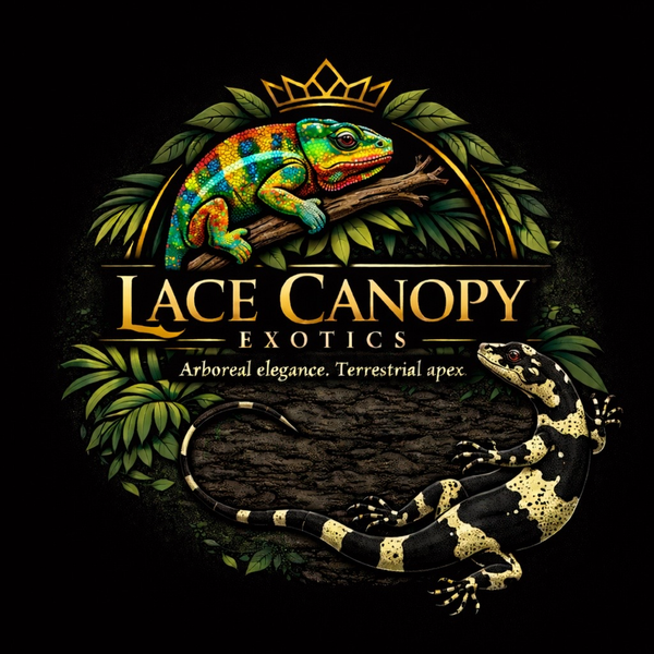 Lace Canopy Exotics