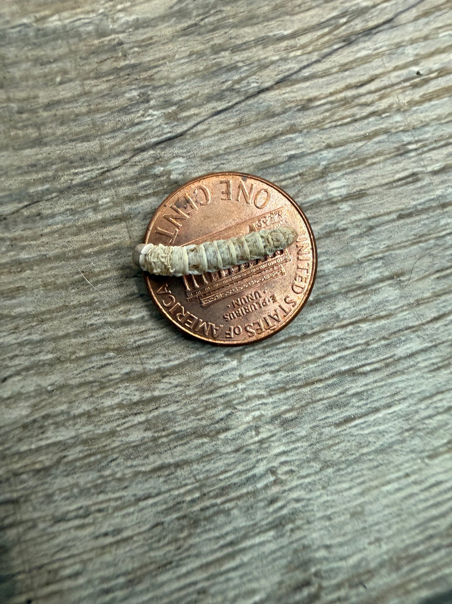 Small Silkworms (1/4"–1/2")