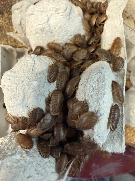 Small Dubia Roaches for Reptiles High-Protein Feeder Insects (1/4" - 3/8")