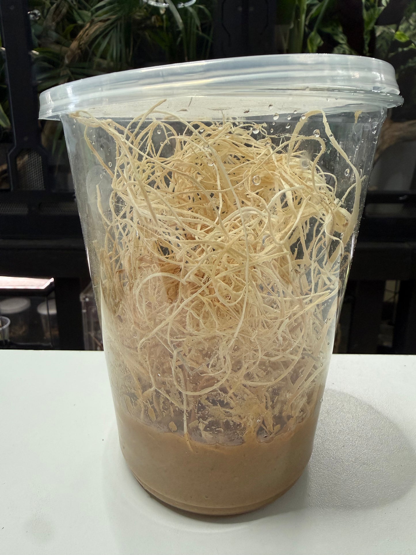 Fruit Fly (Drosophila melanogaster) wingless culture