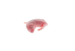 FROZEN Mouse Pinky
