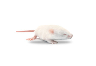 FROZEN Mouse Fuzzy