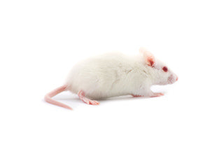 FROZEN Rat Small