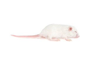 FROZEN Mouse Hopper