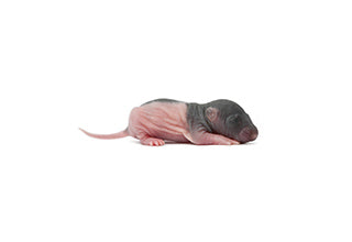 FROZEN Fuzzy Rats