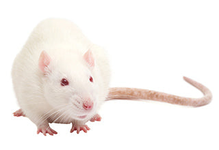 FROZEN Rat Large