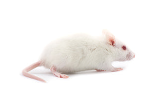 FROZEN Rat Medium