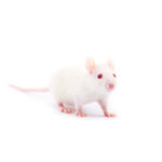 FROZEN Rat Wean