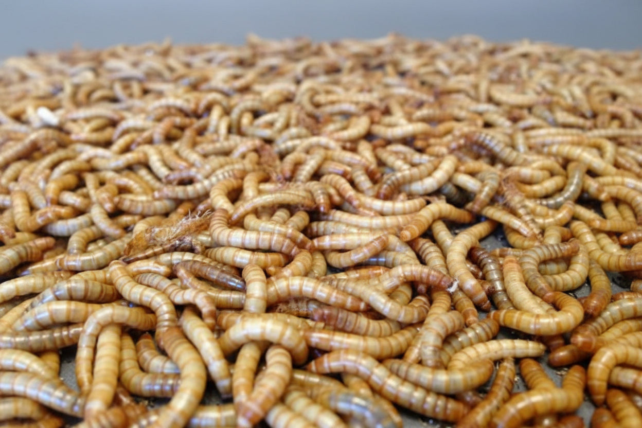 Mealworms
