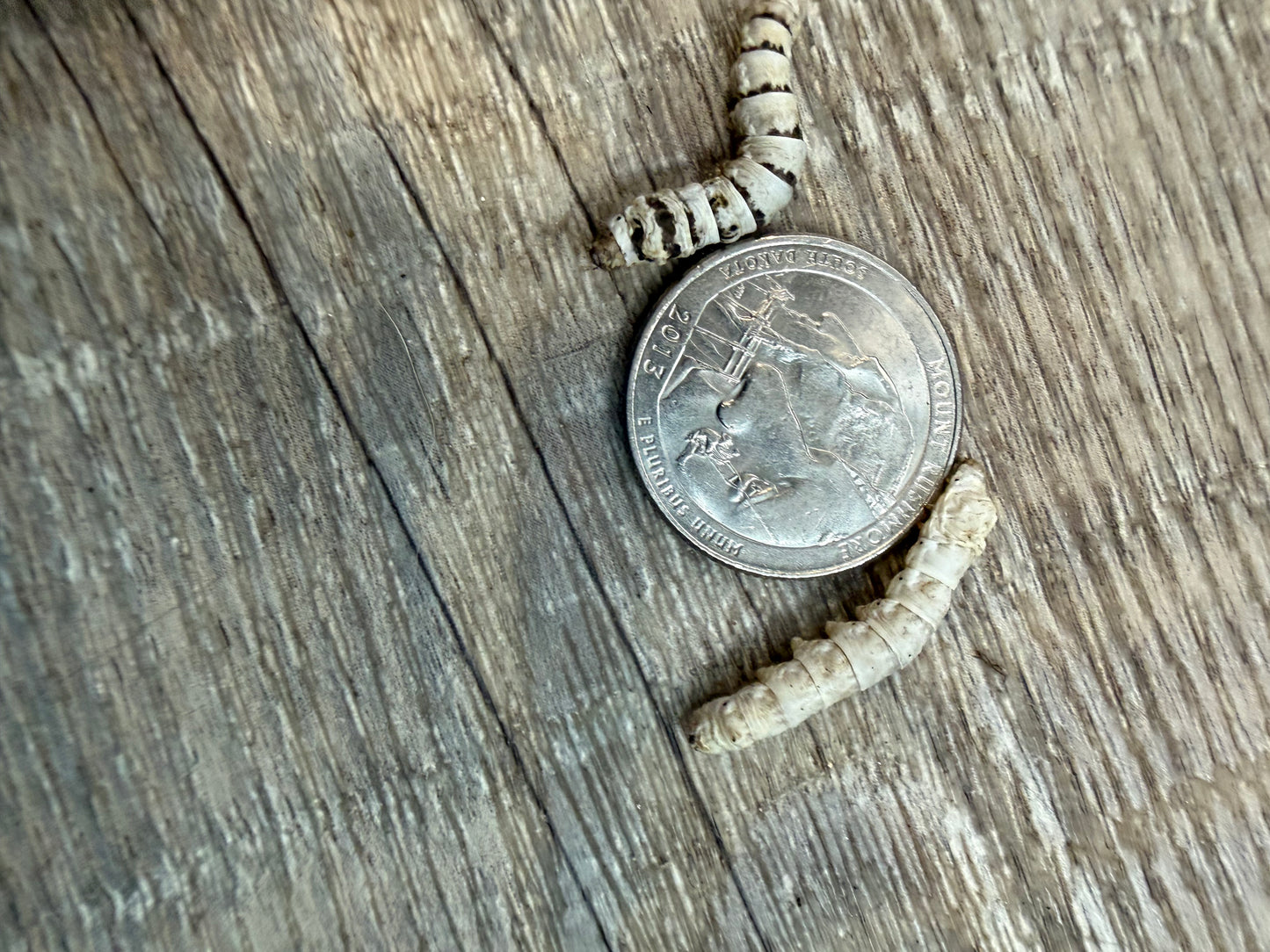 Medium Silkworms (1/2"–1")