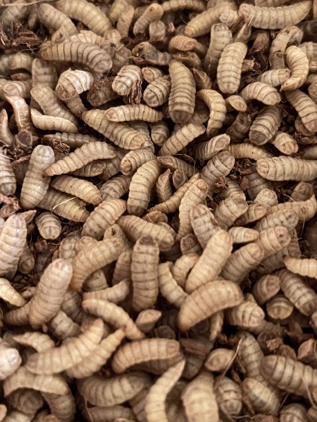 Black Soldier Fly Larvae for Reptiles High-Calcium Feeders