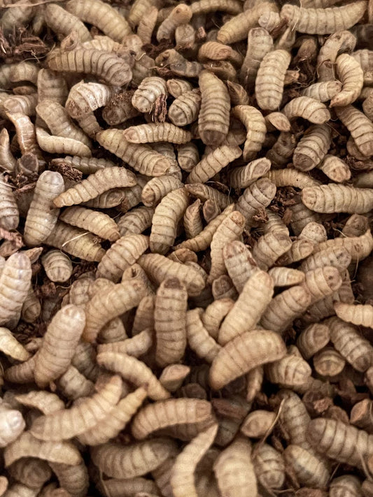 Black Soldier Fly Larvae for Reptiles High-Calcium Feeders
