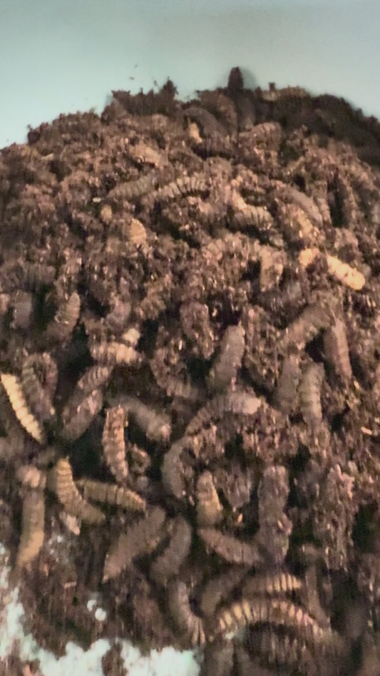 Black Soldier Fly Larvae for Reptiles High-Calcium Feeders