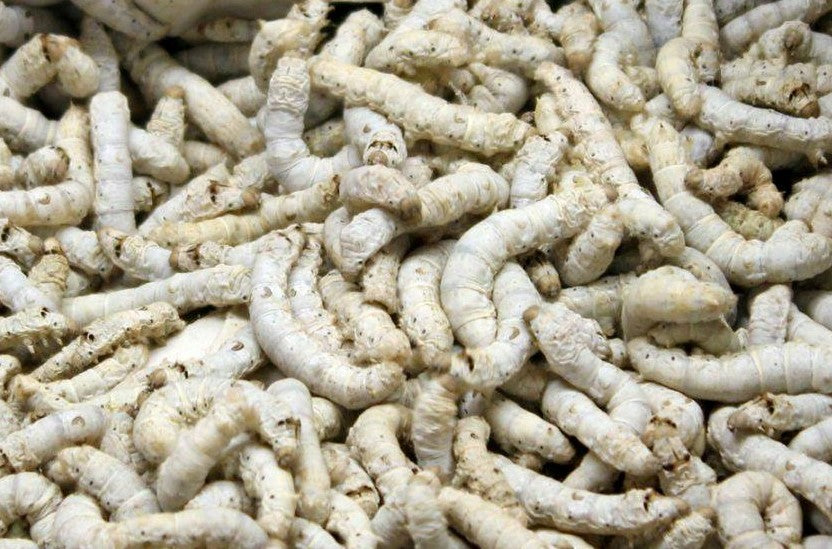 Medium Silkworms (1/2"–1")